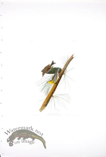 Pine Creeping Warbler